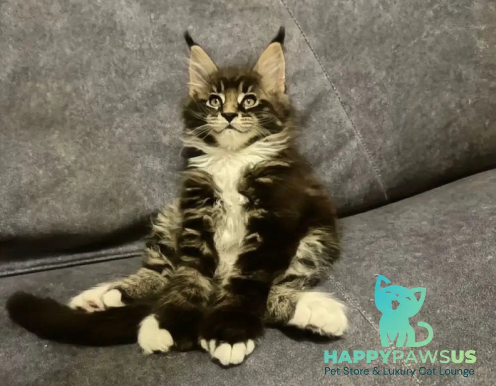 Oreo Maine Coon polydactyl male black bicolor live animals