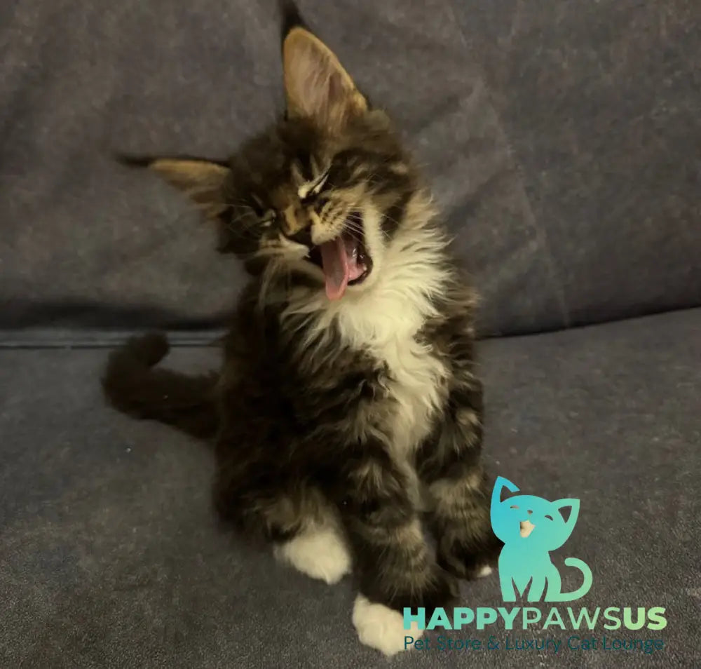 Oreo Maine Coon polydactyl male black bicolor live animals