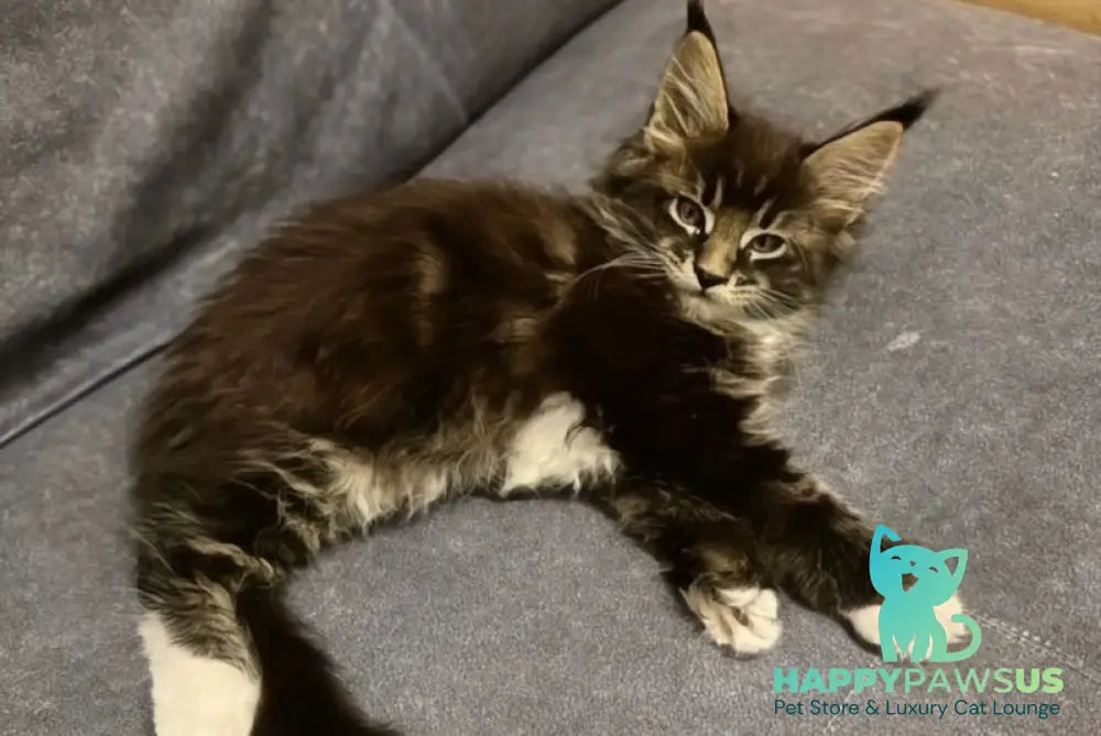 Oreo Maine Coon polydactyl male black bicolor live animals
