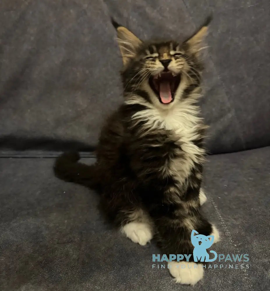 Oreo Maine Coon polydactyl male black bicolor live animals