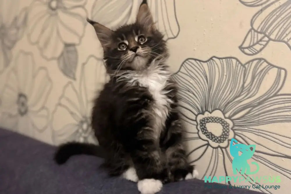 Oreo Maine Coon polydactyl male black bicolor live animals