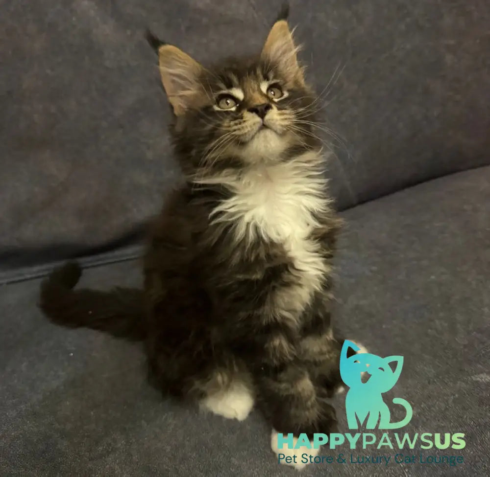 Oreo Maine Coon polydactyl male black bicolor live animals