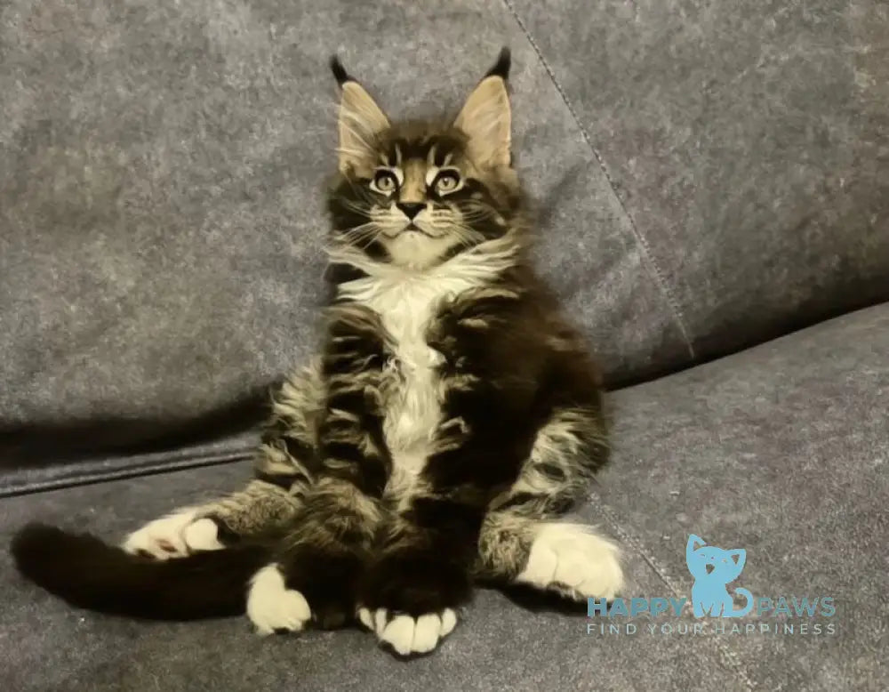 Oreo Maine Coon polydactyl male black bicolor live animals