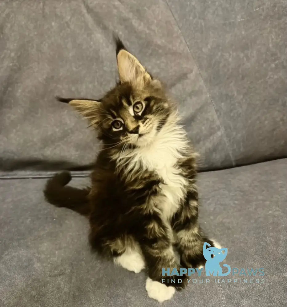 Oreo Maine Coon polydactyl male black bicolor live animals