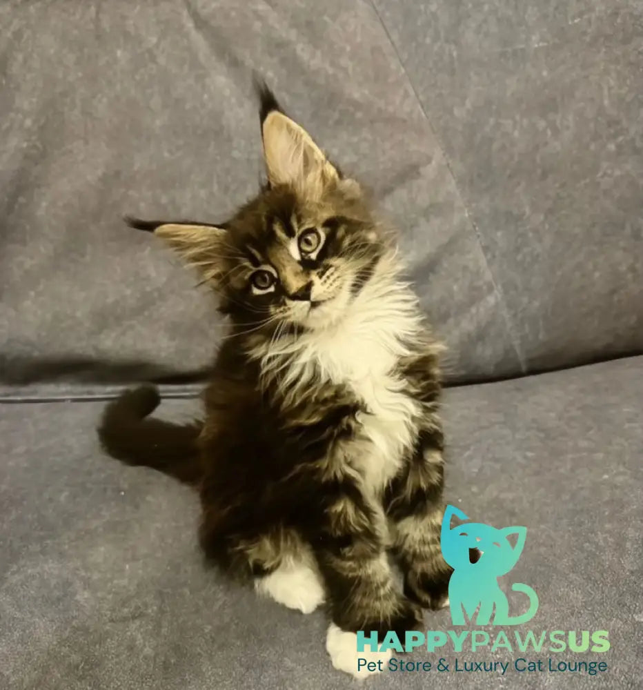 Oreo Maine Coon polydactyl male black bicolor live animals