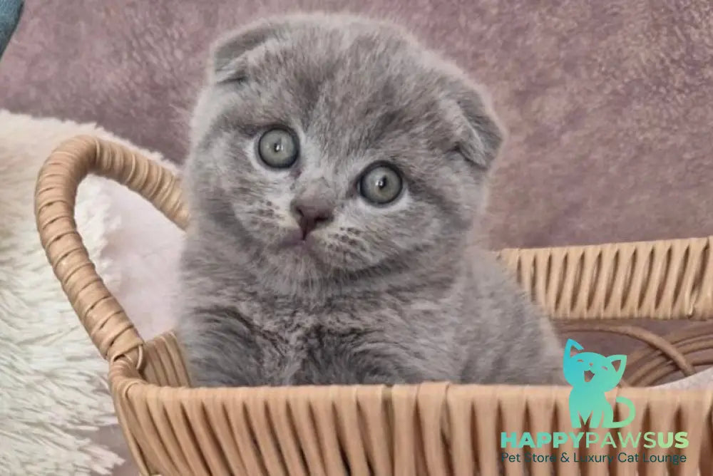 Oreo Scottish Fold male blue - live animals