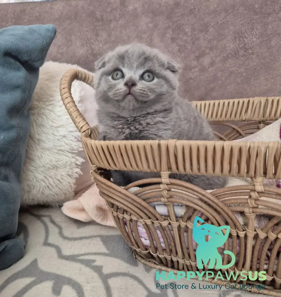 Oreo Scottish Fold male blue - live animals