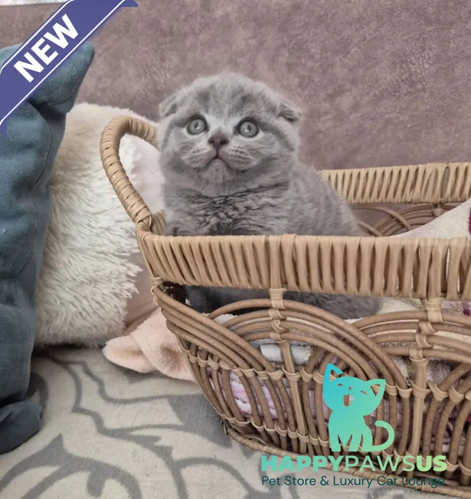Oreo Scottish Fold male blue - live animals