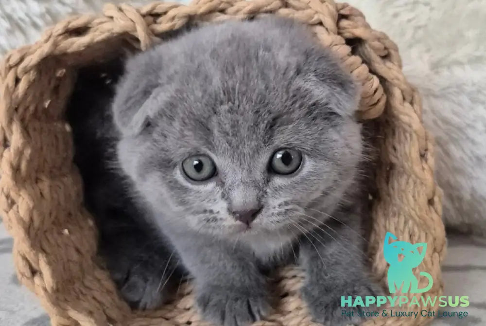 Oreo Scottish Fold male blue - live animals