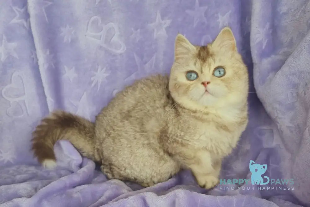 Orest British Shorthair male cinnamon silver shaded live animals