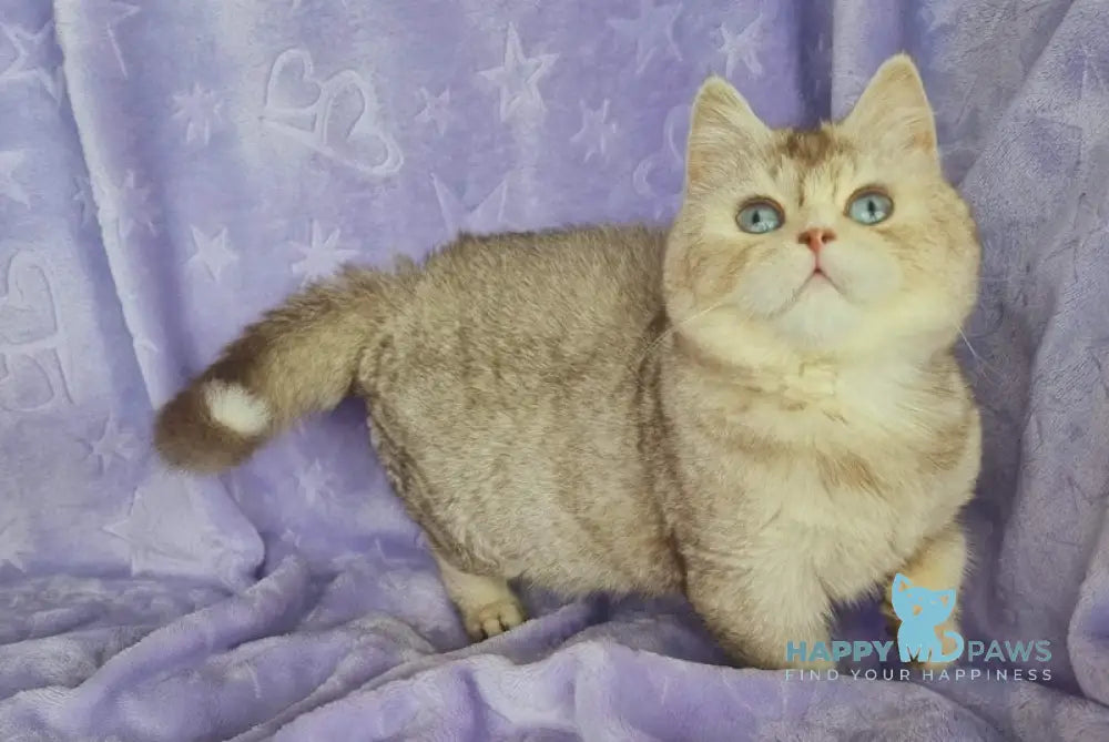 Orest British Shorthair male cinnamon silver shaded live animals