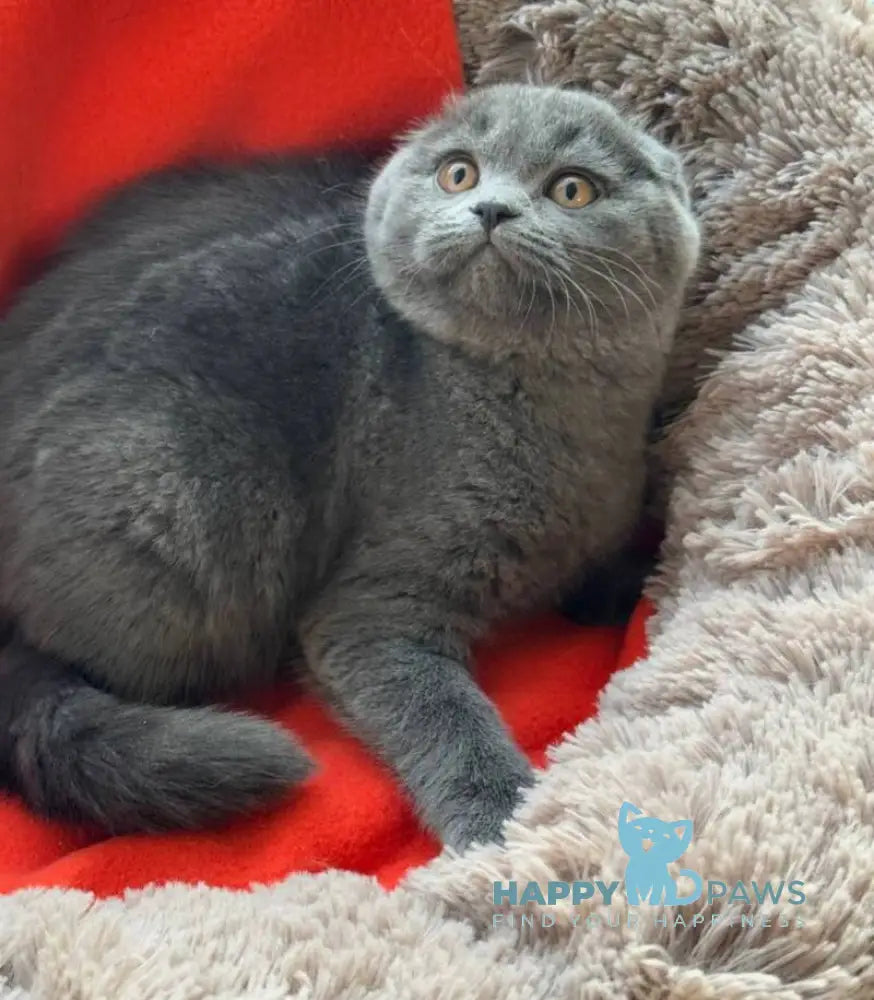 Orest Scottish Fold male blue - live animals