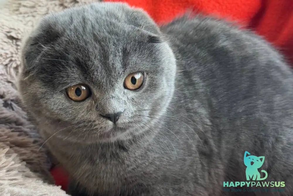 Orest Scottish Fold male blue - live animals