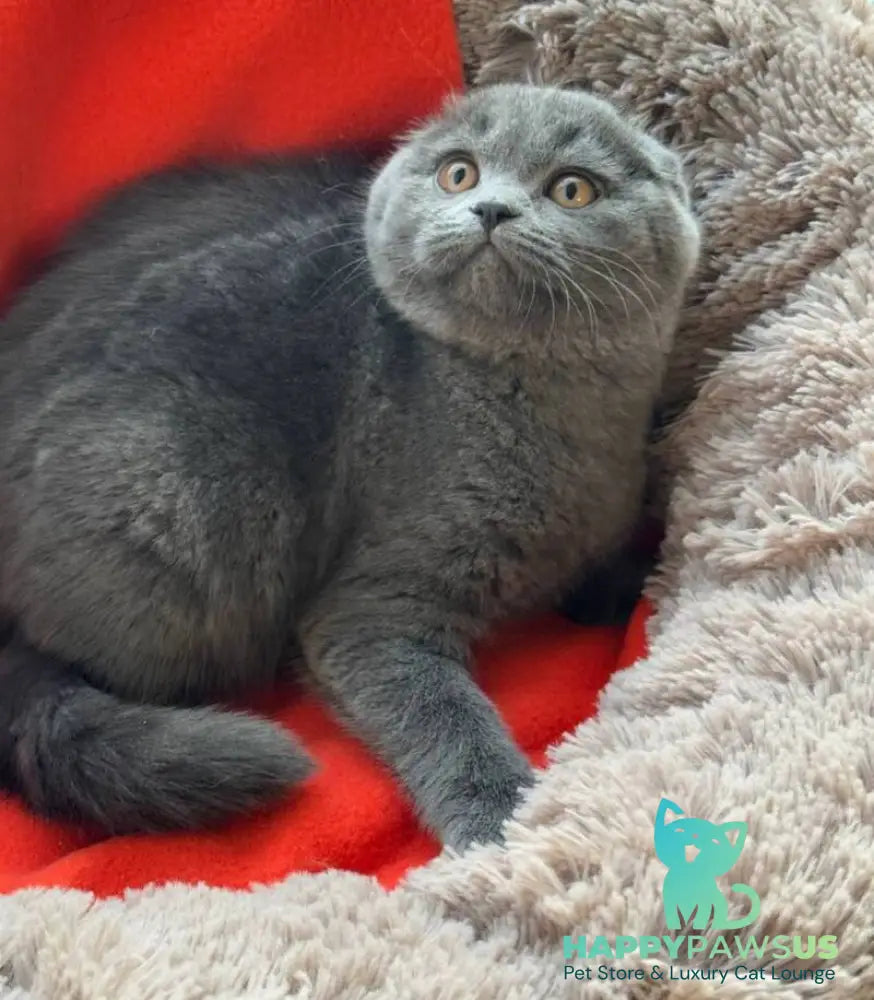 Orest Scottish Fold male blue - live animals