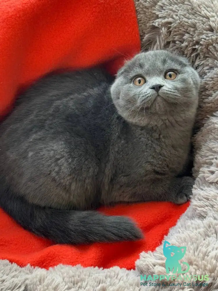 Orest Scottish Fold male blue - live animals