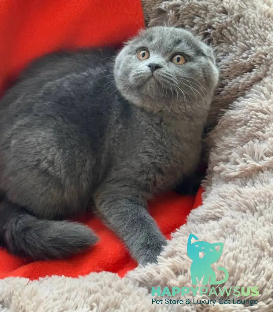 Orest Scottish Fold male blue - live animals