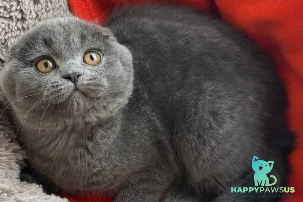 Orest Scottish Fold male blue - live animals