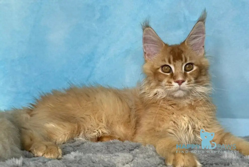 Orfej Maine Coon male red ticked tabby - live animals