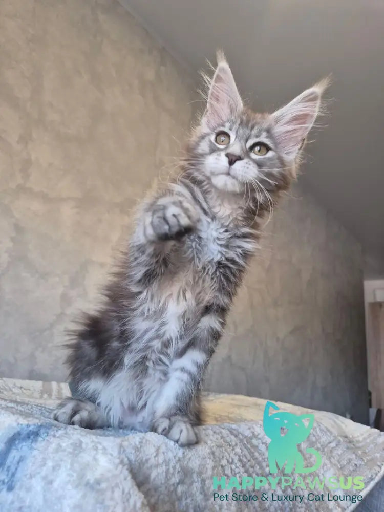 Orfelia Maine Coon female black silver tabby live animals