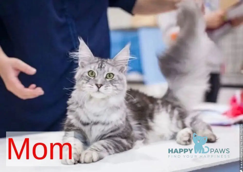 Orfelia Maine Coon female black silver tabby live animals