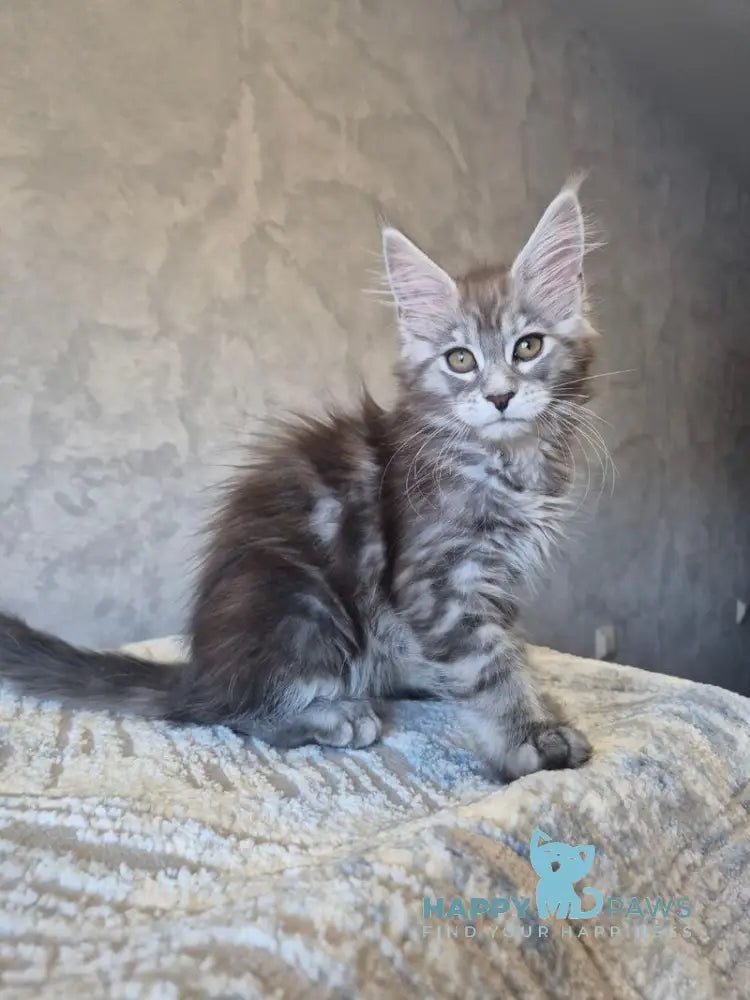 Orfelia Maine Coon female black silver tabby live animals