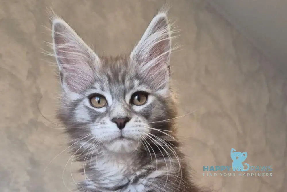 Orfelia Maine Coon female black silver tabby live animals