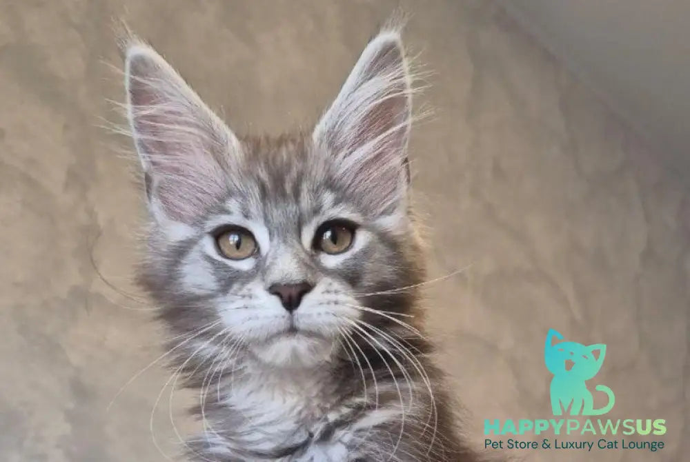 Orfelia Maine Coon female black silver tabby live animals
