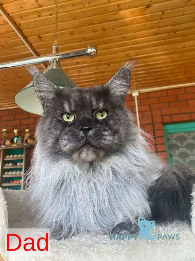 Orfelia Maine Coon female black silver tabby live animals