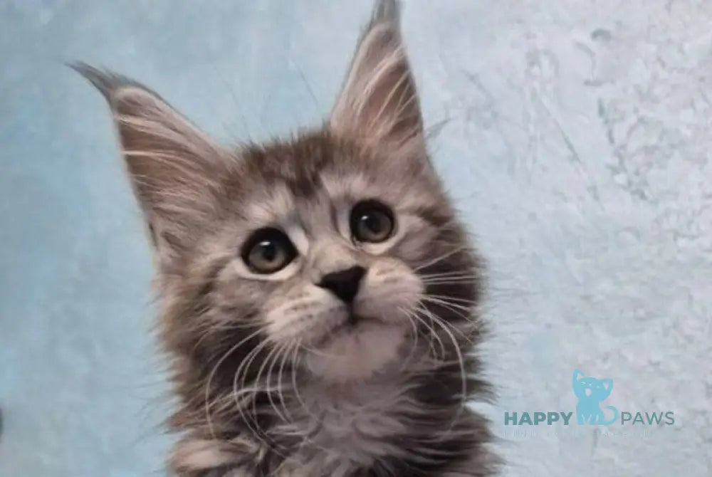 Orfelia Maine Coon female black silver tabby live animals