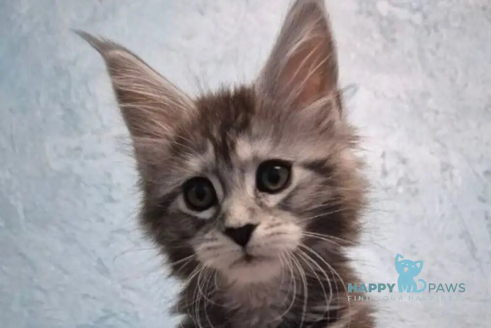 Orfelia Maine Coon female black silver tabby live animals