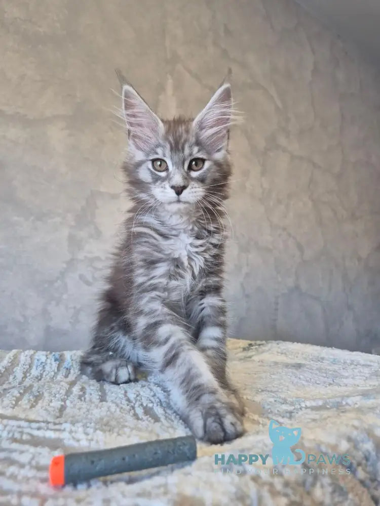 Orfelia Maine Coon female black silver tabby live animals