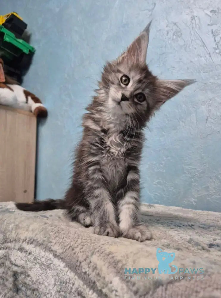 Orfelia Maine Coon female black silver tabby live animals