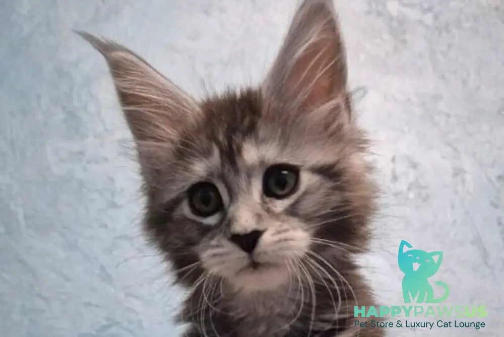 Orfelia Maine Coon female black silver tabby live animals