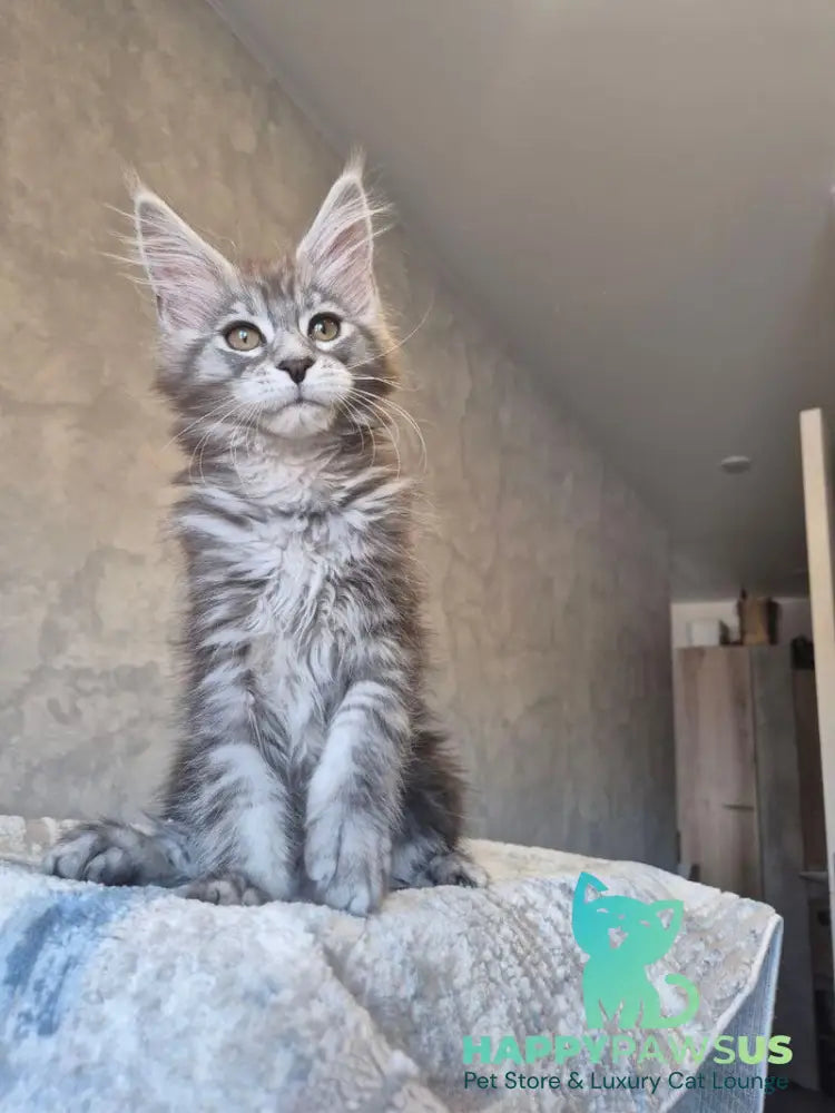 Orfelia Maine Coon female black silver tabby live animals
