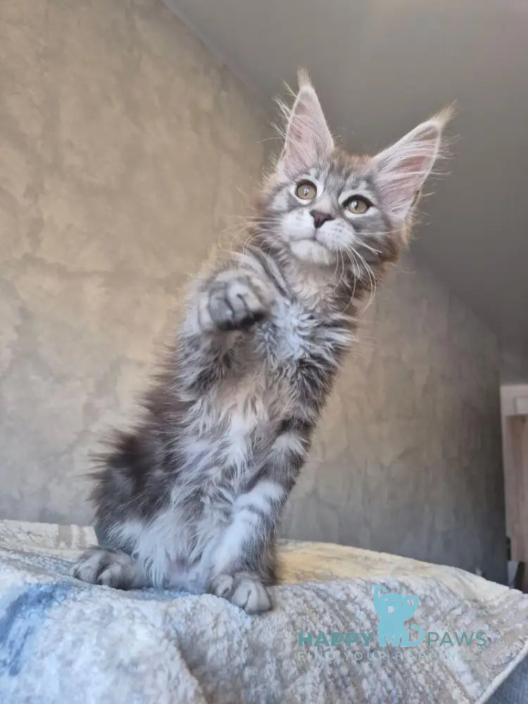 Orfelia Maine Coon female black silver tabby live animals