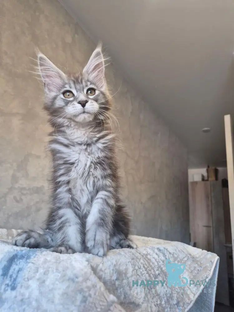 Orfelia Maine Coon female black silver tabby live animals