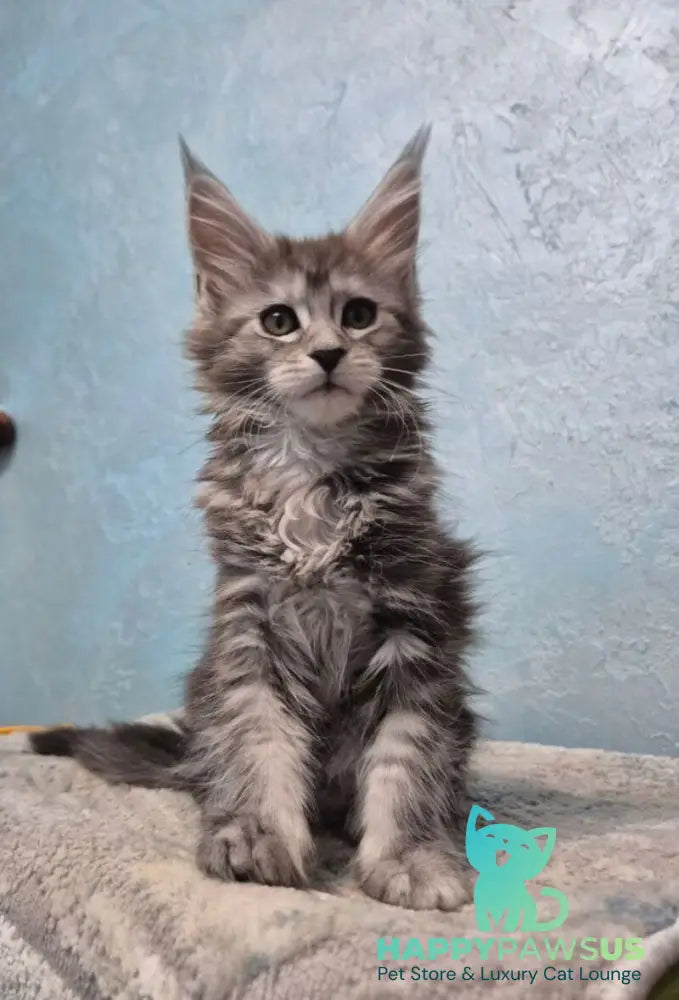 Orfelia Maine Coon female black silver tabby live animals