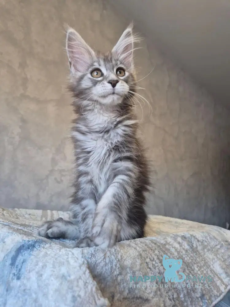Orfelia Maine Coon female black silver tabby live animals