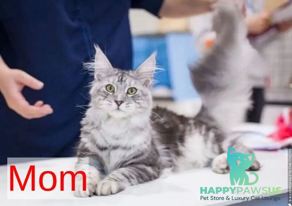 Orfelia Maine Coon female black silver tabby live animals