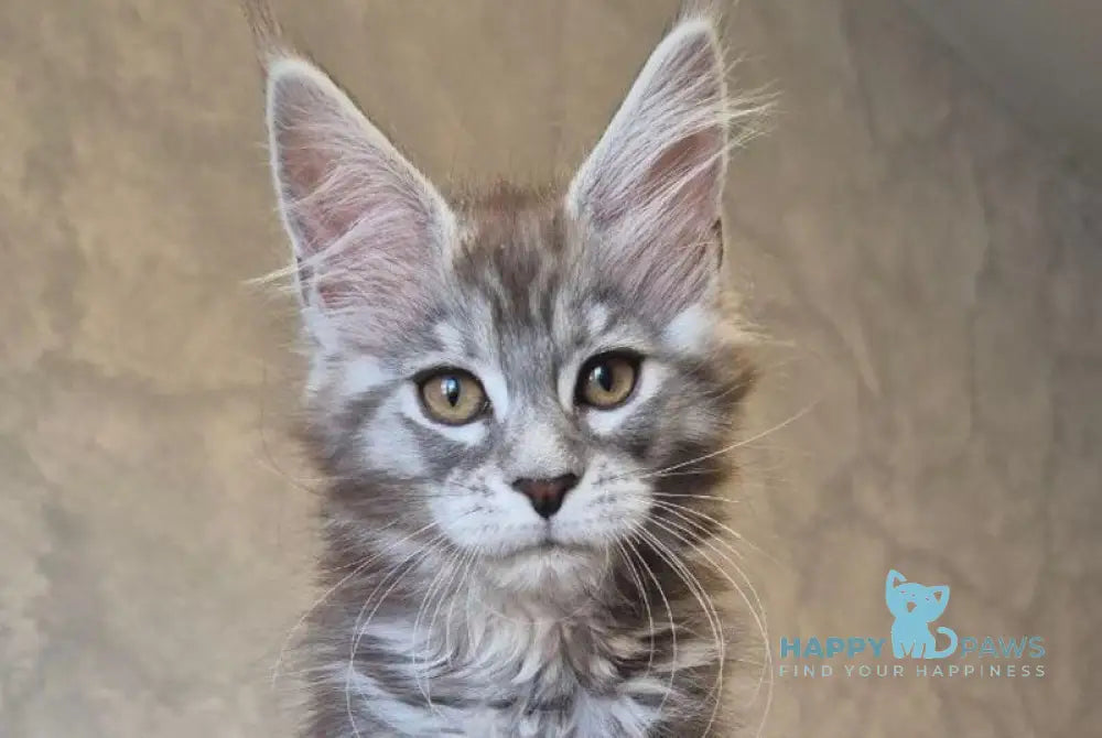 Orfelia Maine Coon female black silver tabby live animals