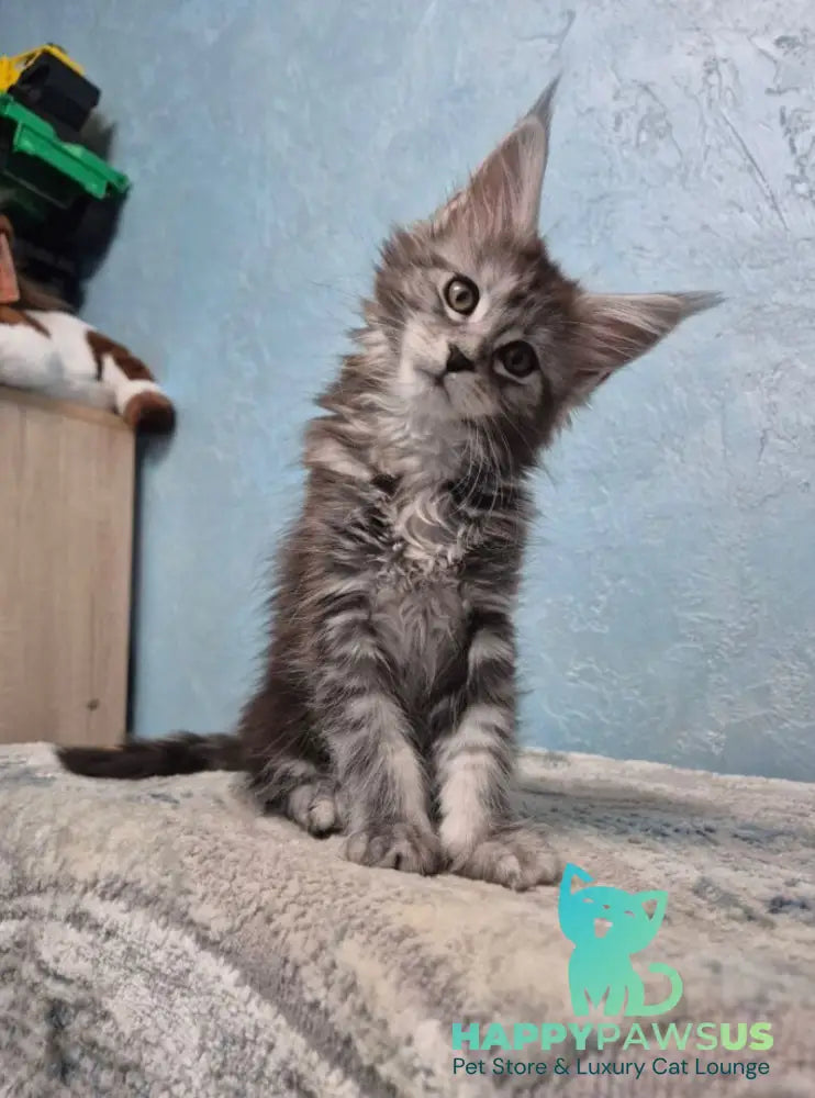 Orfelia Maine Coon female black silver tabby live animals