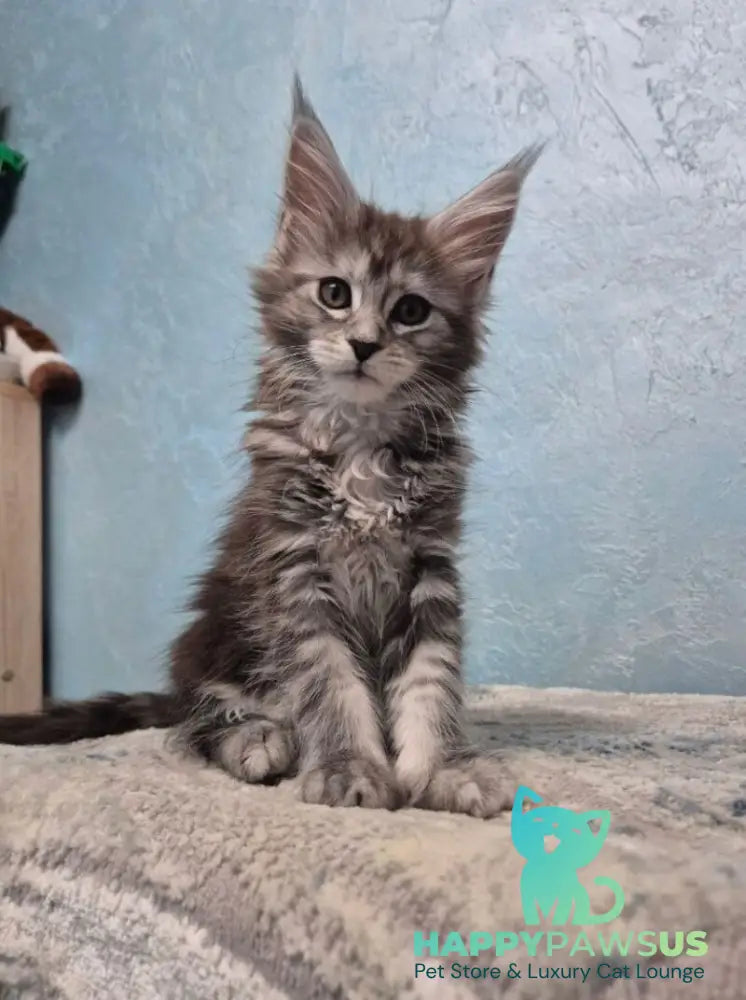 Orfelia Maine Coon female black silver tabby live animals