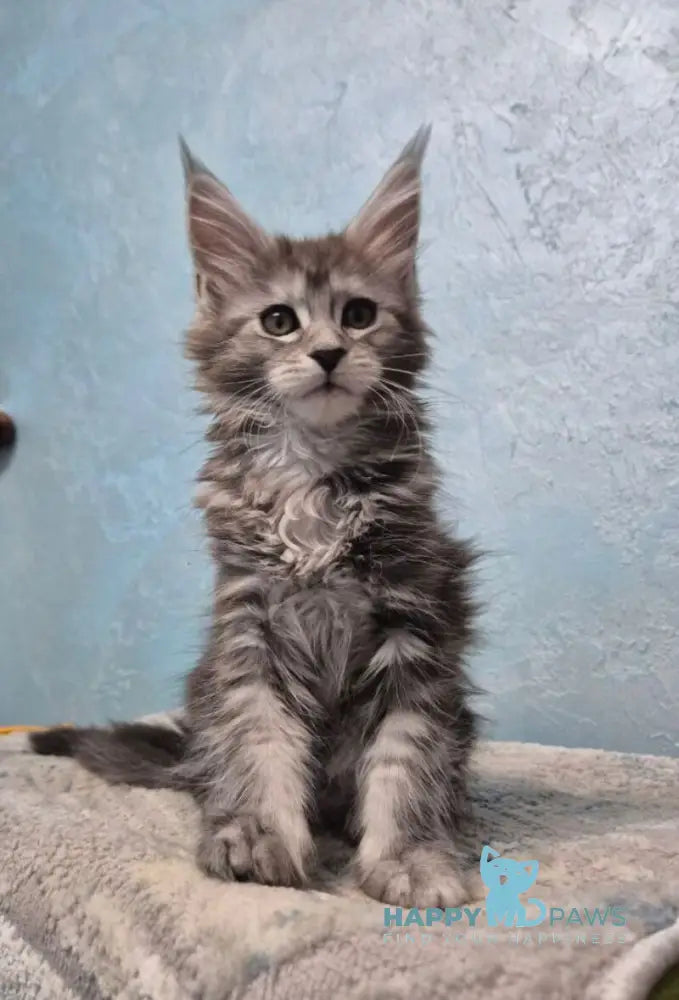 Orfelia Maine Coon female black silver tabby live animals