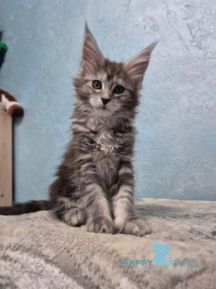 Orfelia Maine Coon female black silver tabby live animals