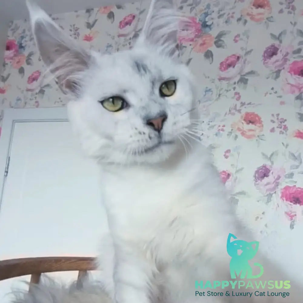 Orfey Maine Coon male black silver shaded - live animals
