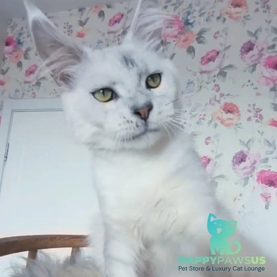Orfey Maine Coon male black silver shaded - live animals