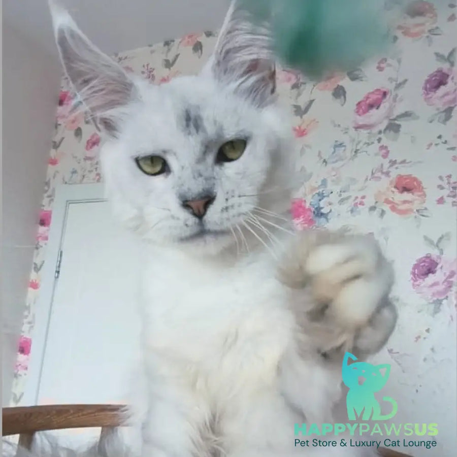 Orfey Maine Coon male black silver shaded - live animals
