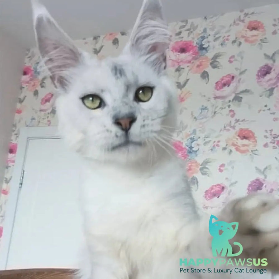 Orfey Maine Coon male black silver shaded - live animals