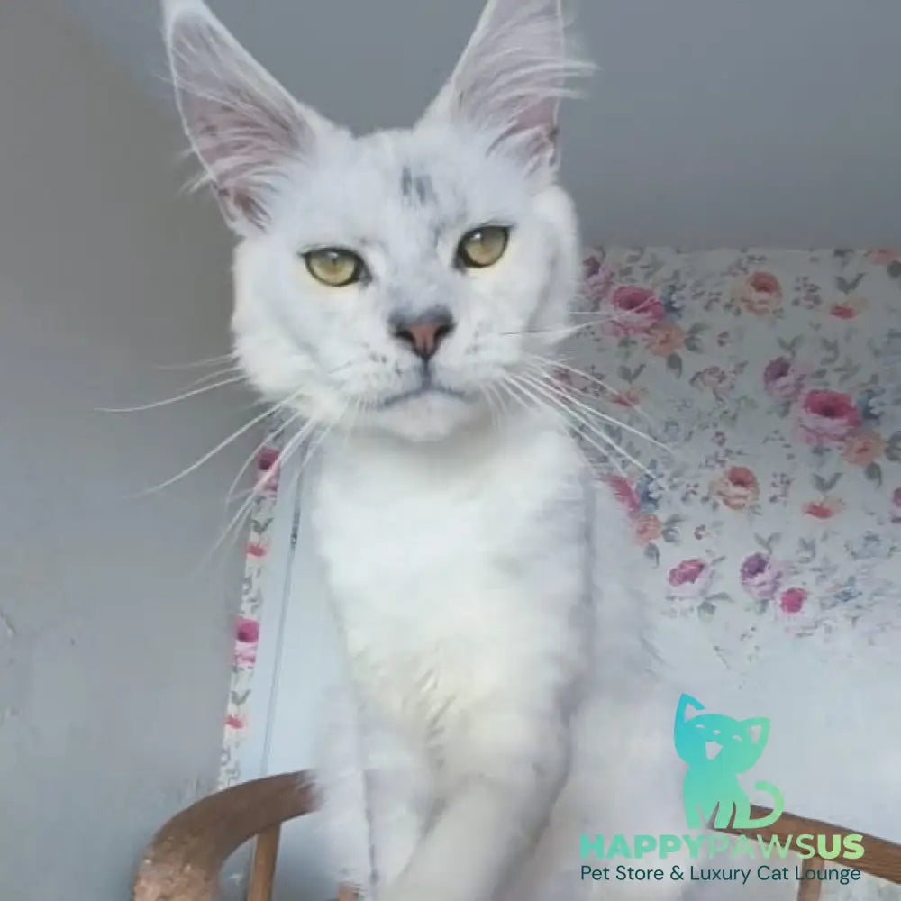Orfey Maine Coon male black silver shaded - live animals