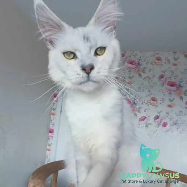Orfey Maine Coon male black silver shaded - live animals